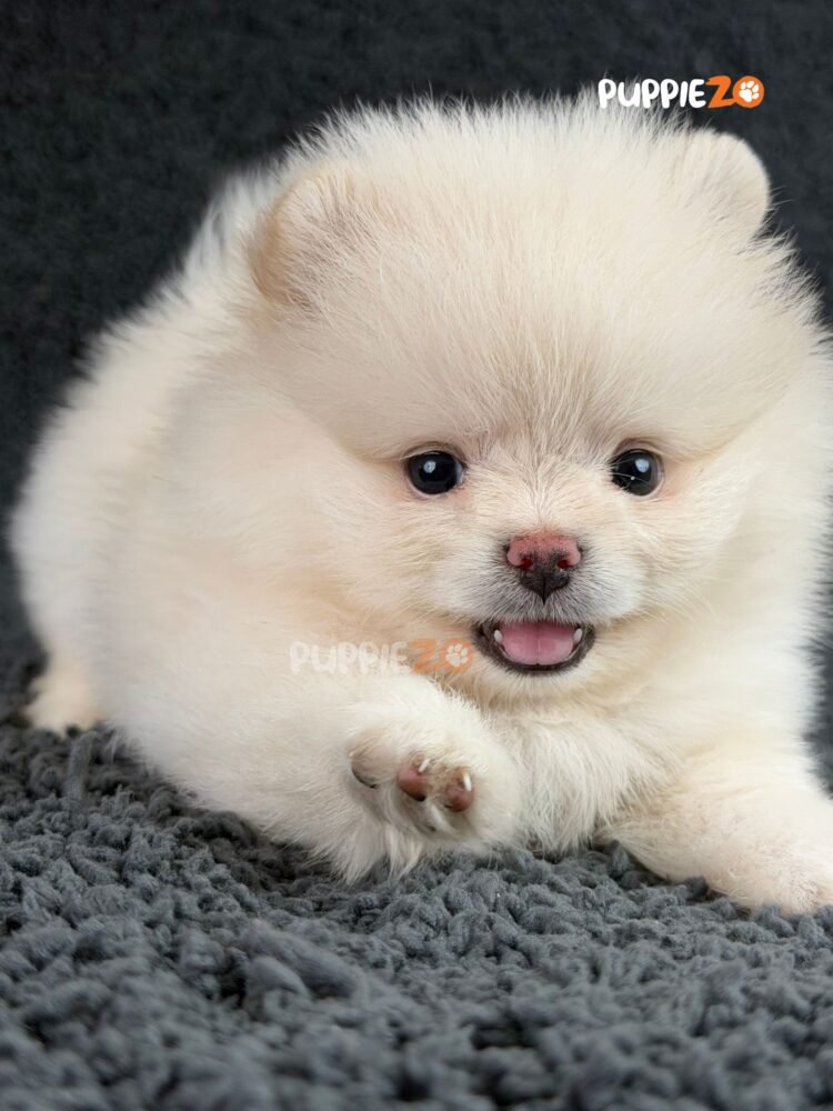 toy-pom-puppies-for-sale