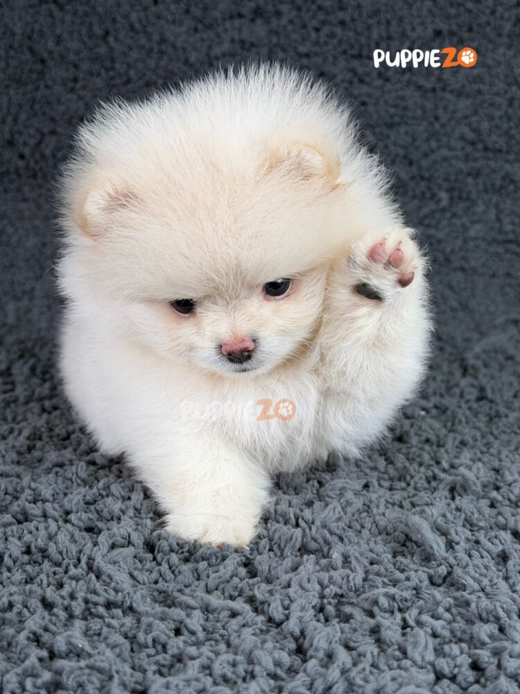 toy-pom-puppies-for-sale