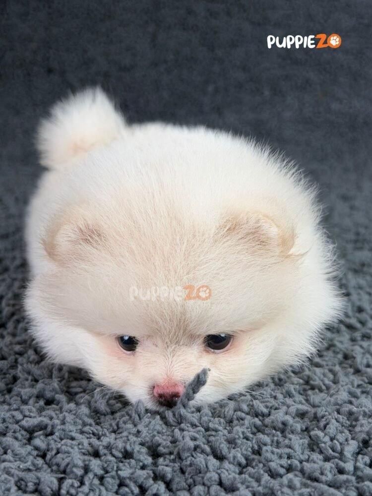 toy-pom-puppies-for-sale