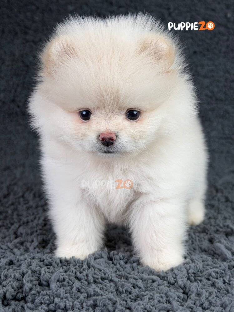 toy-pom-puppies-for-sale