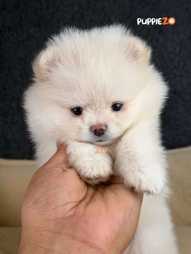 toy-pom-puppies-for-sale