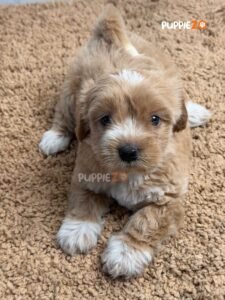 maltipoo-puppies-for-sale
