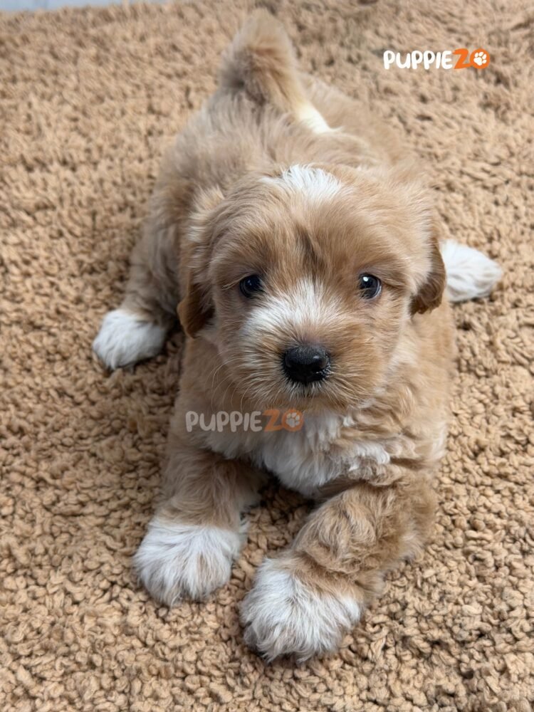 maltipoo-puppies-for-sale