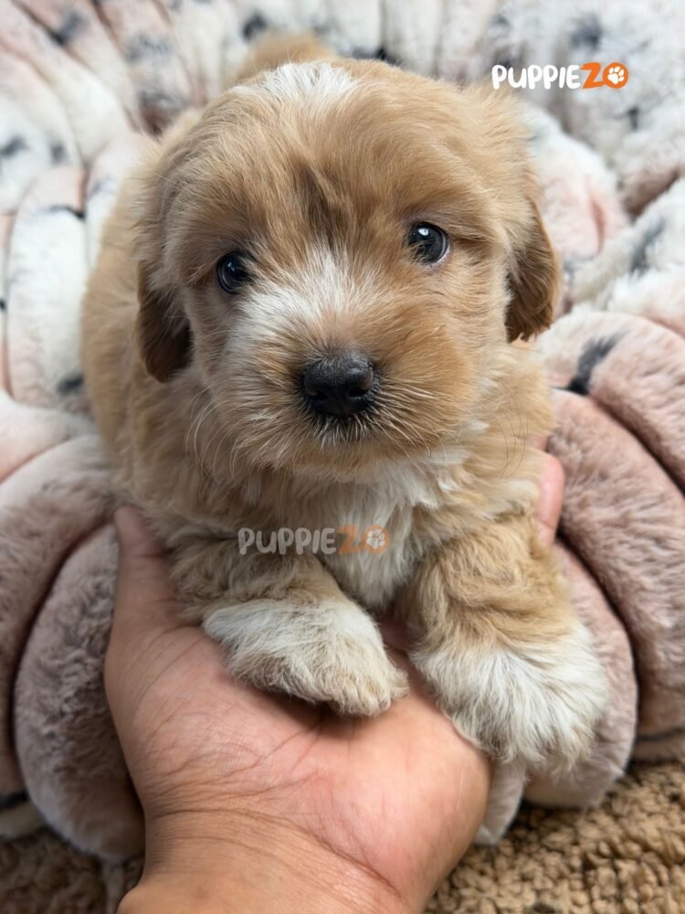 maltipoo-puppies-for-sale
