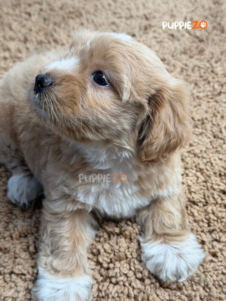 maltipoo-puppies-for-sale