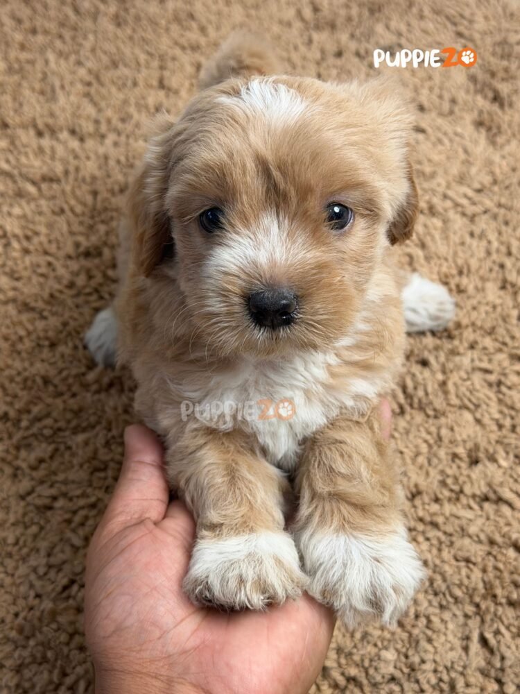 maltipoo-puppies-for-sale
