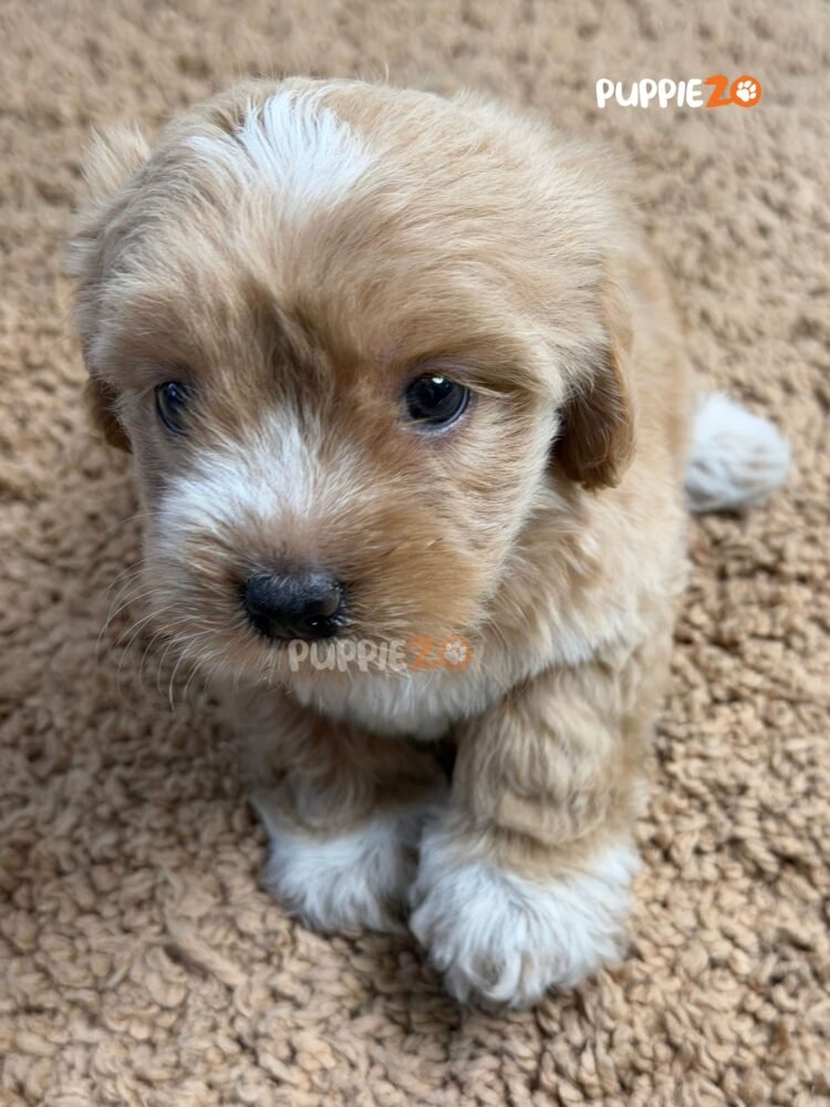 maltipoo-puppies-for-sale