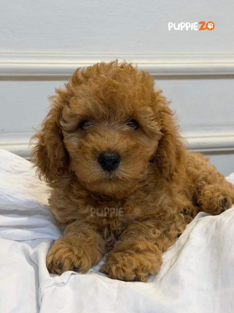 cavapoo-puppies-for-sale