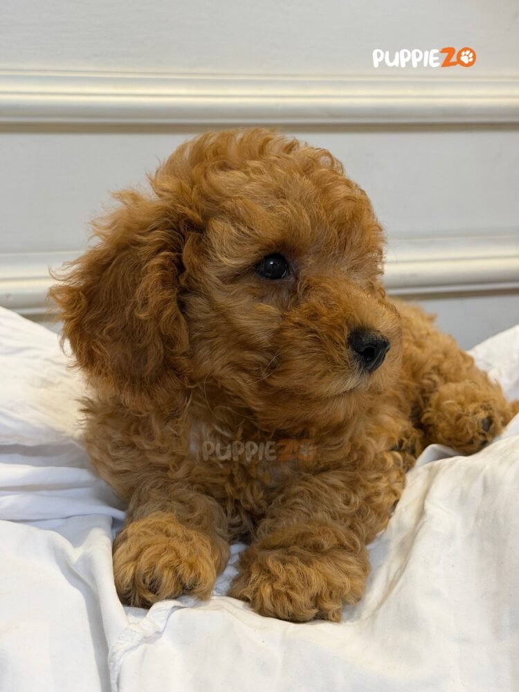 cavapoo-puppies-for-sale