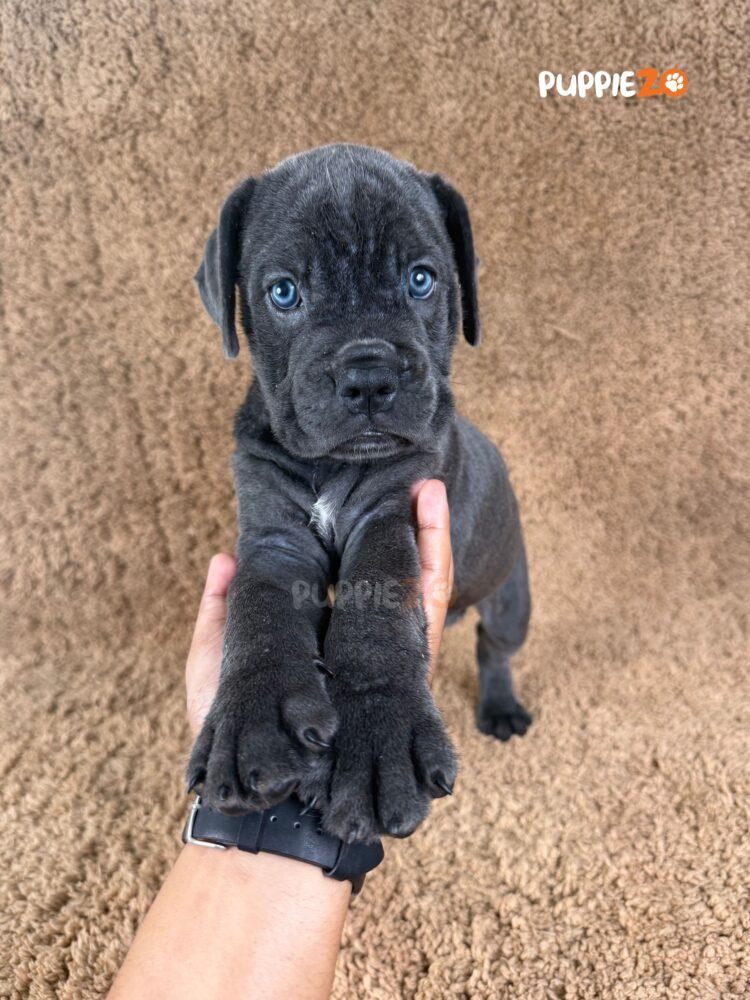 cane-corso-puppies-for-sale