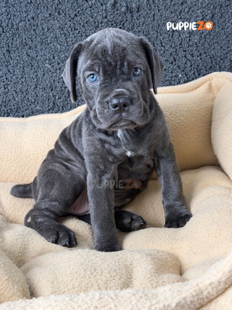 cane-corso-puppies-for-sale