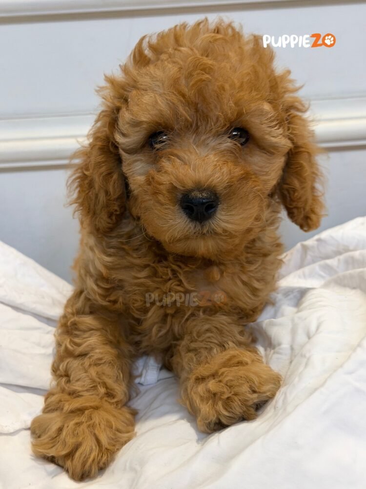 cavapoo-puppies-for-sale