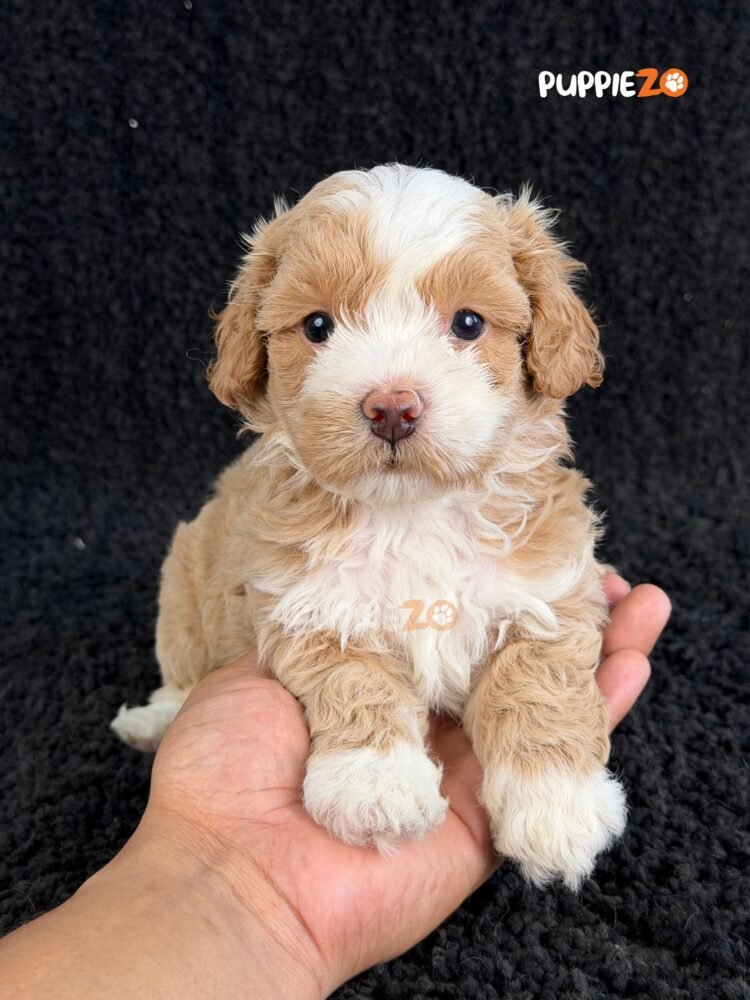 maltipoo-puppies-for-sale